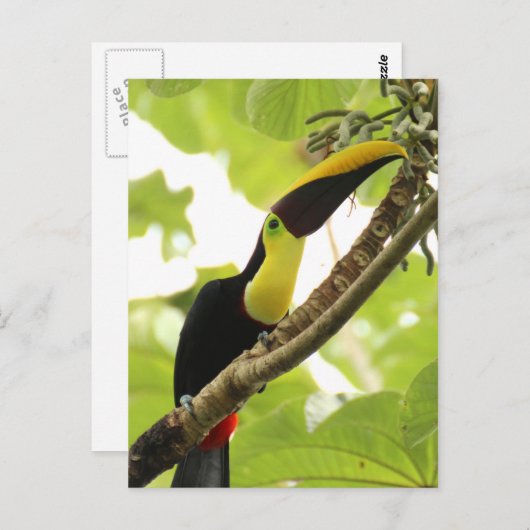 Swainson Toucan Postkarte (Vorne/Hinten)