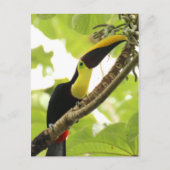 Swainson Toucan Postkarte (Vorderseite)