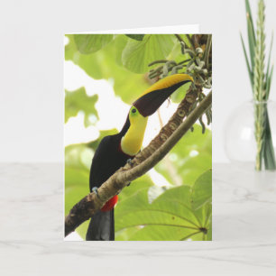 Swainson-Tukan Exotenvogel Karte