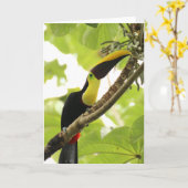 Swainson-Tukan Exotenvogel Karte (Gelbe Blume)