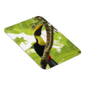 Swainson-Tukan Exotischer Vogel Magnet (Rechte Seite)