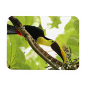 Swainson-Tukan Exotischer Vogel Magnet (Horizontal)