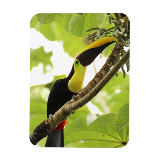 Swainson-Tukan Exotischer Vogel Magnet (Vertikal)