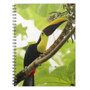 Swainson-Tukan Exotischer Vogel Notizblock