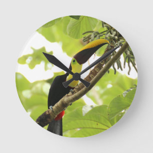 Swainson-Tukan Exotischer Vogel Runde Wanduhr