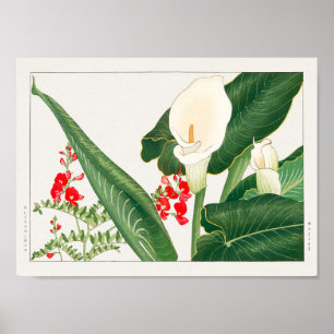 Swainsona galegifolia, Calla lily, Tanigami Konan Poster