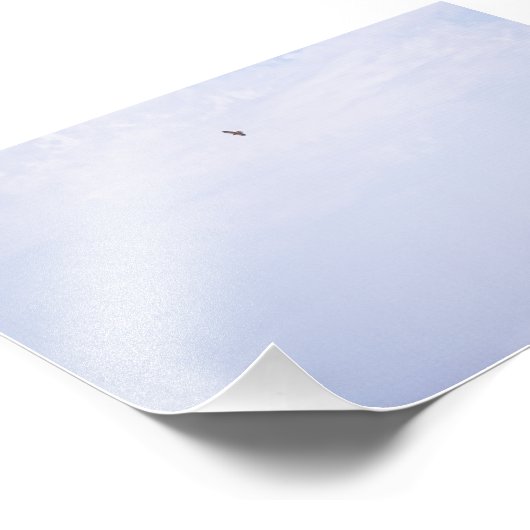 Swainson's Hawk Fotodruck (Ecke)