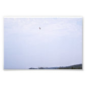 Swainson's Hawk Fotodruck (Vorne)