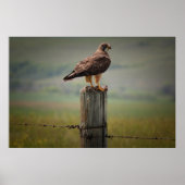 Swainsons Hawk mit seinem Tod Poster (Vorne)