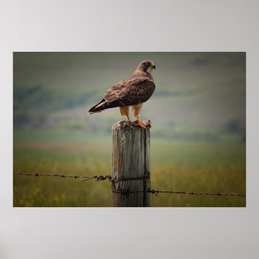 Swainsons Hawk mit seinem Tod Poster (Vorne)