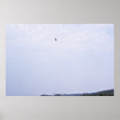 Swainson's Hawk Poster (Vorne)