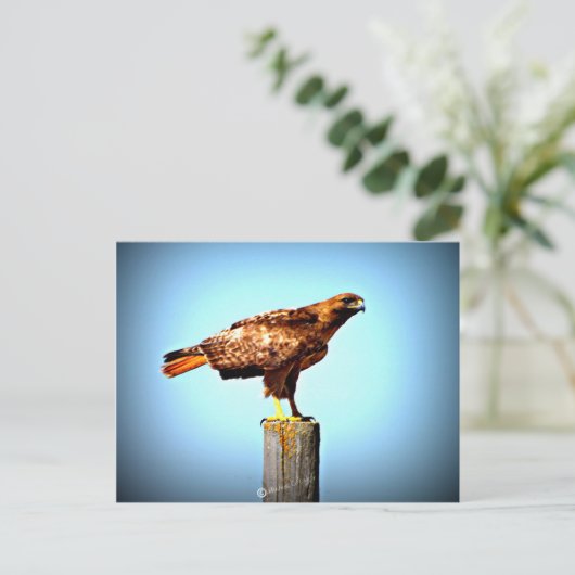 Swainson's Hawk Postkarte (Stehend Vorderseite)