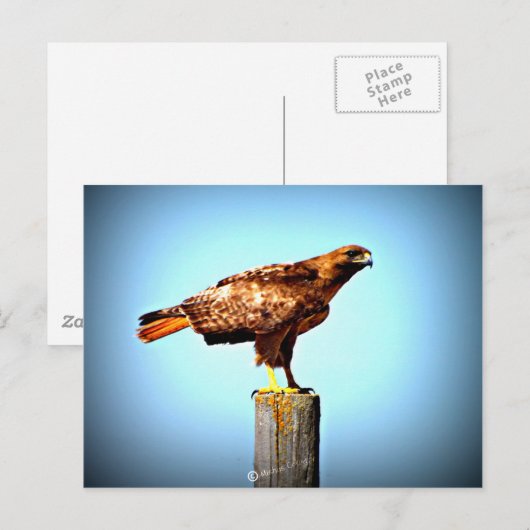 Swainson's Hawk Postkarte (Vorne/Hinten)