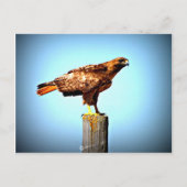 Swainson's Hawk Postkarte (Vorderseite)