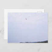 Swainson's Hawk Postkarte (Vorne/Hinten)