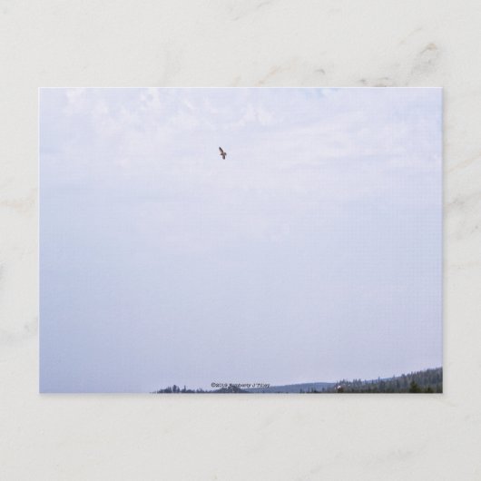 Swainson's Hawk Postkarte (Vorderseite)