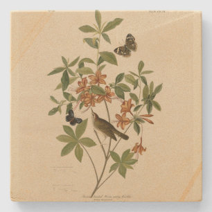 Swainson's Warbler von Audubons Vögeln von Amerika Steinuntersetzer