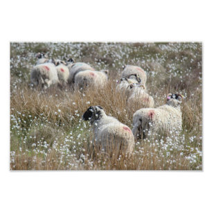 Swaledale-Mutterschafe in Wollgras in Northhumberl Fotodruck