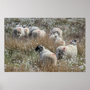 Swaledale-Mutterschafe in Wollgras in Northhumberl Poster
