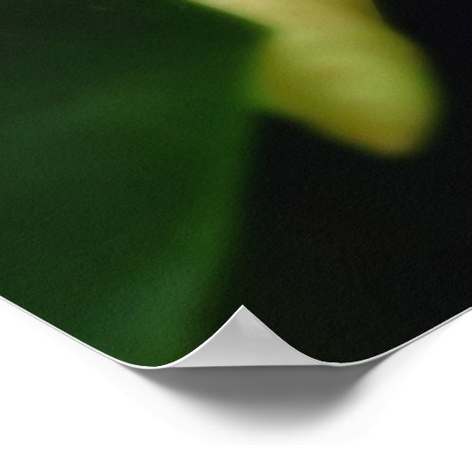 Swamp Magnolia Poster (Ecke)