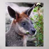 Swamp Wallaby Poster (Vorne)