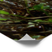 Swampy Scape Poster (Ecke)