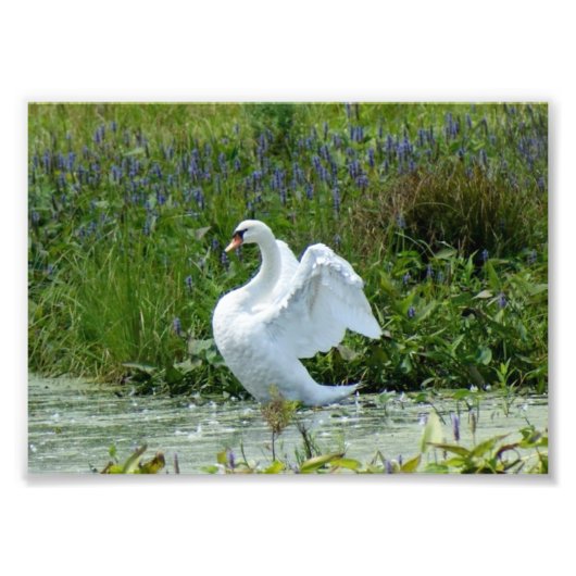 Swan 7 x 5 Fotodrucke Fotodruck (Vorne)