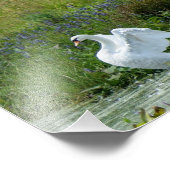 Swan 7 x 5 Fotodrucke Fotodruck (Ecke)