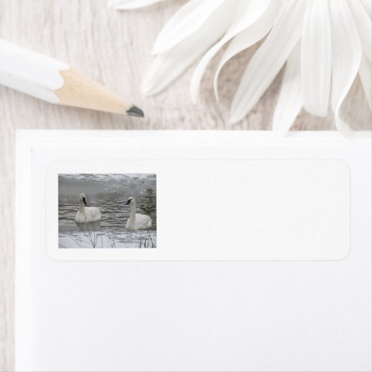 Swan Address Labels (Insitu)