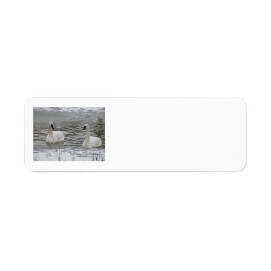 Swan Address Labels (Vorne)