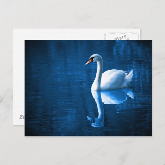 Swan am Fluss Postkarte (Vorne/Hinten)