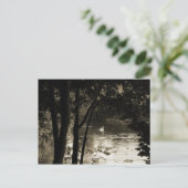 Swan am Fluss Postkarte (Stehend Vorderseite)