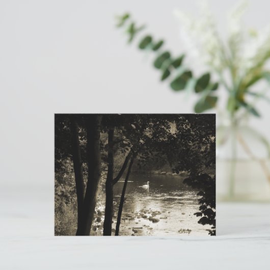 Swan am Fluss Postkarte (Stehend Vorderseite)