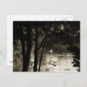 Swan am Fluss Postkarte (Vorne/Hinten)