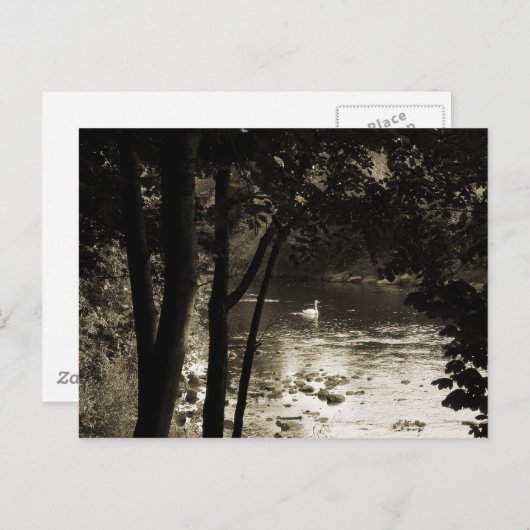Swan am Fluss Postkarte (Vorne/Hinten)