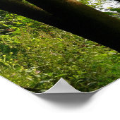 Swan auf dem Fluss II Poster (Ecke)