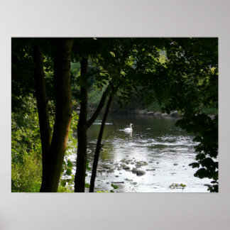 Swan auf dem Fluss II Poster
