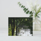Swan auf dem Fluss II Postkarte (Stehend Vorderseite)