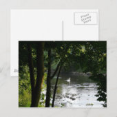 Swan auf dem Fluss II Postkarte (Vorne/Hinten)
