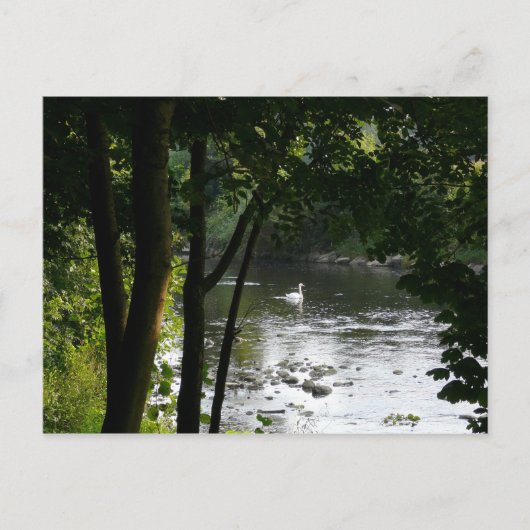 Swan auf dem Fluss II Postkarte (Vorderseite)
