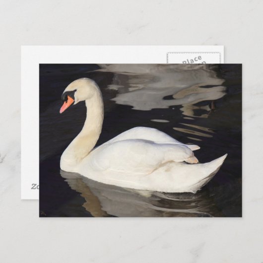 Swan auf einem See II Postkarte (Vorne/Hinten)