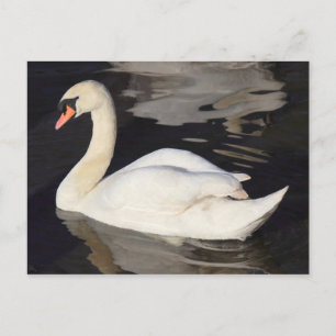 Swan auf einem See II Postkarte