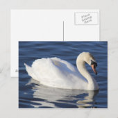 Swan auf einem See Postkarte (Vorne/Hinten)