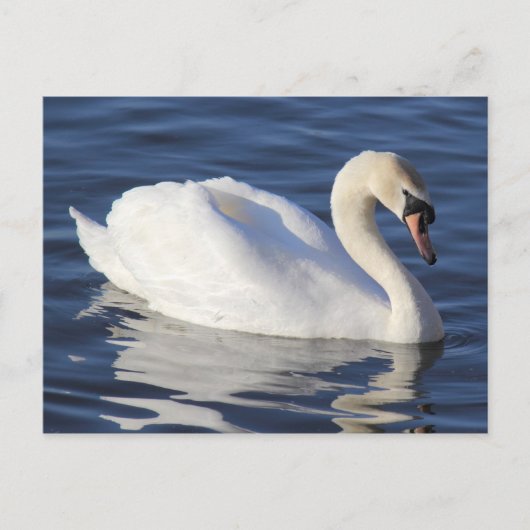 Swan auf einem See Postkarte (Vorderseite)