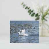 Swan auf einer Postkarte ausstreichen (Stehend Vorderseite)
