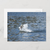 Swan auf einer Postkarte ausstreichen (Vorne/Hinten)