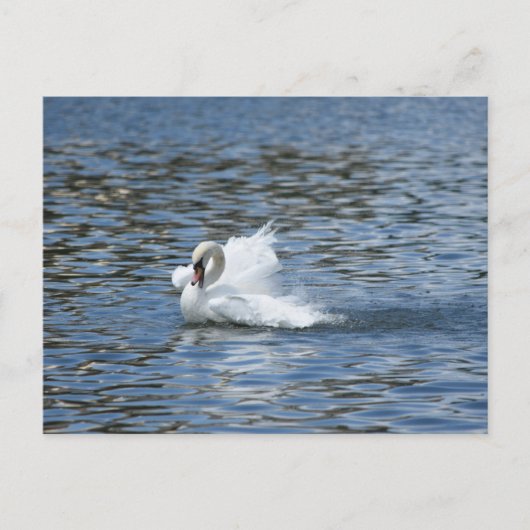 Swan auf einer Postkarte ausstreichen (Vorderseite)
