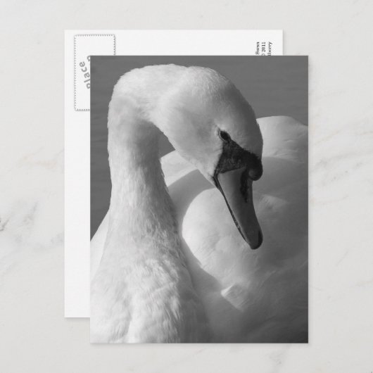 Swan B&W Postkarte (Vorne/Hinten)