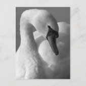 Swan B&W Postkarte (Vorderseite)