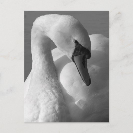 Swan B&W Postkarte (Vorderseite)